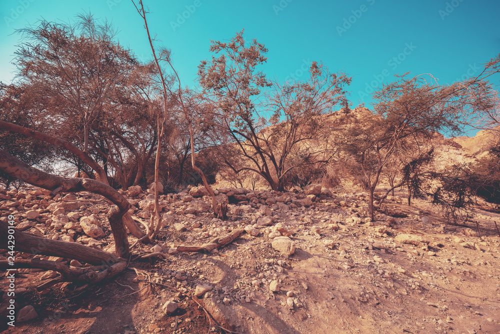 Oasis in desert. Ein Gedi nature reserve. Israel Oasis in desert. Ein Gedi nature reserve. Israel