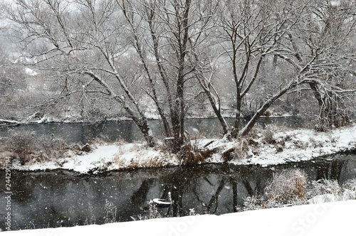 trees by the river in the winter snow