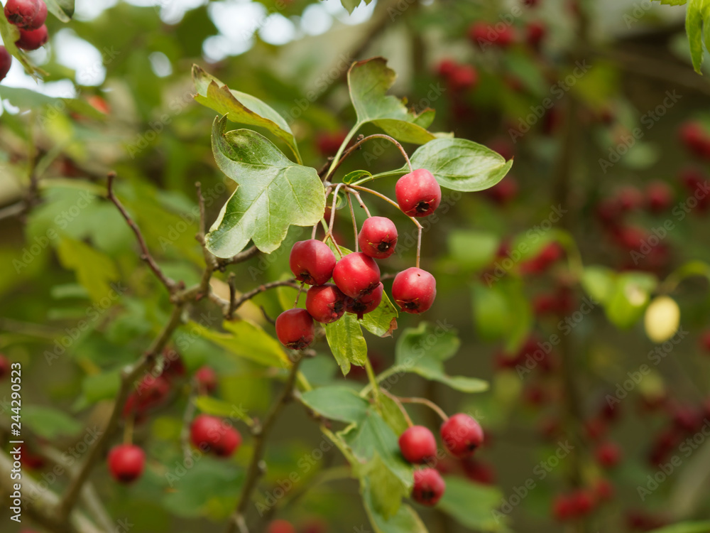 Baies rouges ou drupes d' aubépine au feuilles trilobées - Crataegus monogyna 