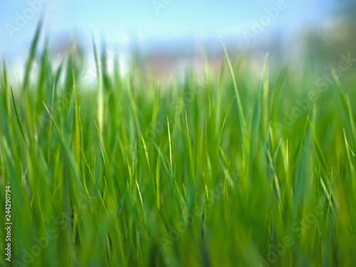 Photo of juicy green grass close-up with blurred background