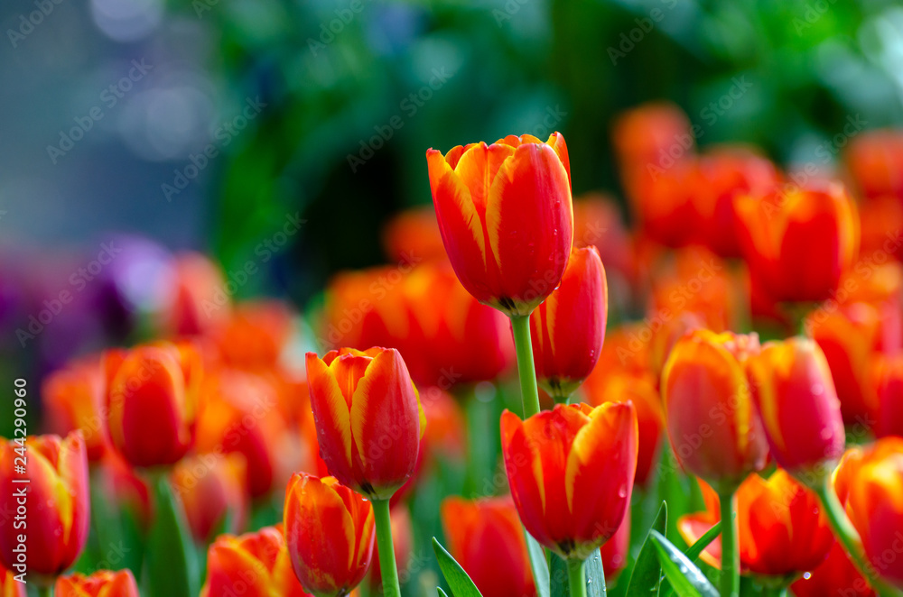 The red yellow tulip fields are densely blooming The red yellow tulip fields are densely blooming