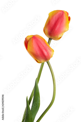 Pair beautiful spring flowers. Tulips isolated on white background