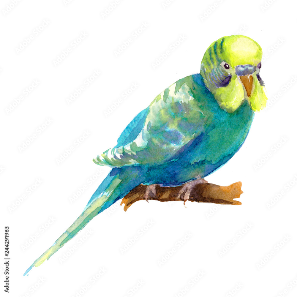 Naklejka premium falista papuga niebieska z żółtą głową akwarela ilustracja