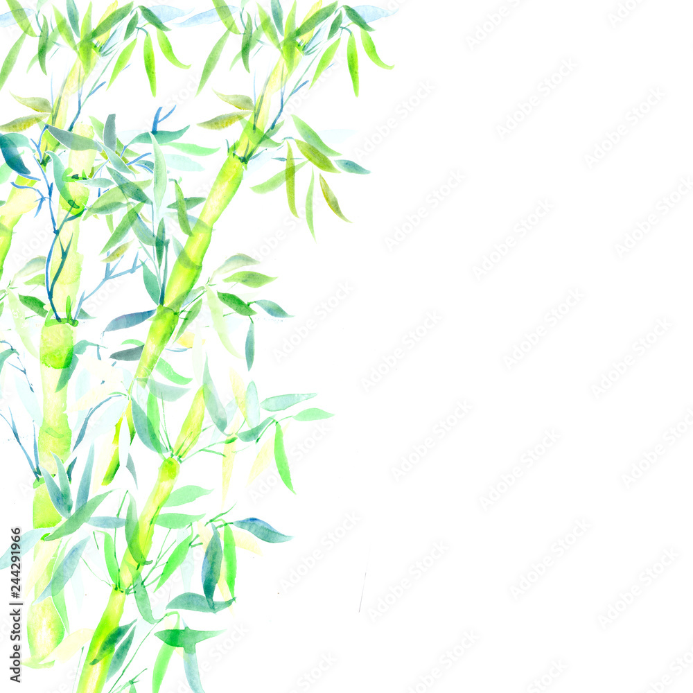 the green bamboo chinese plant. watercolor illustration the green bamboo chinese plant. watercolor illustration