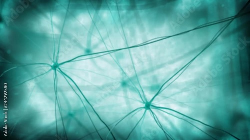 Fly through neuron cells (loop video)