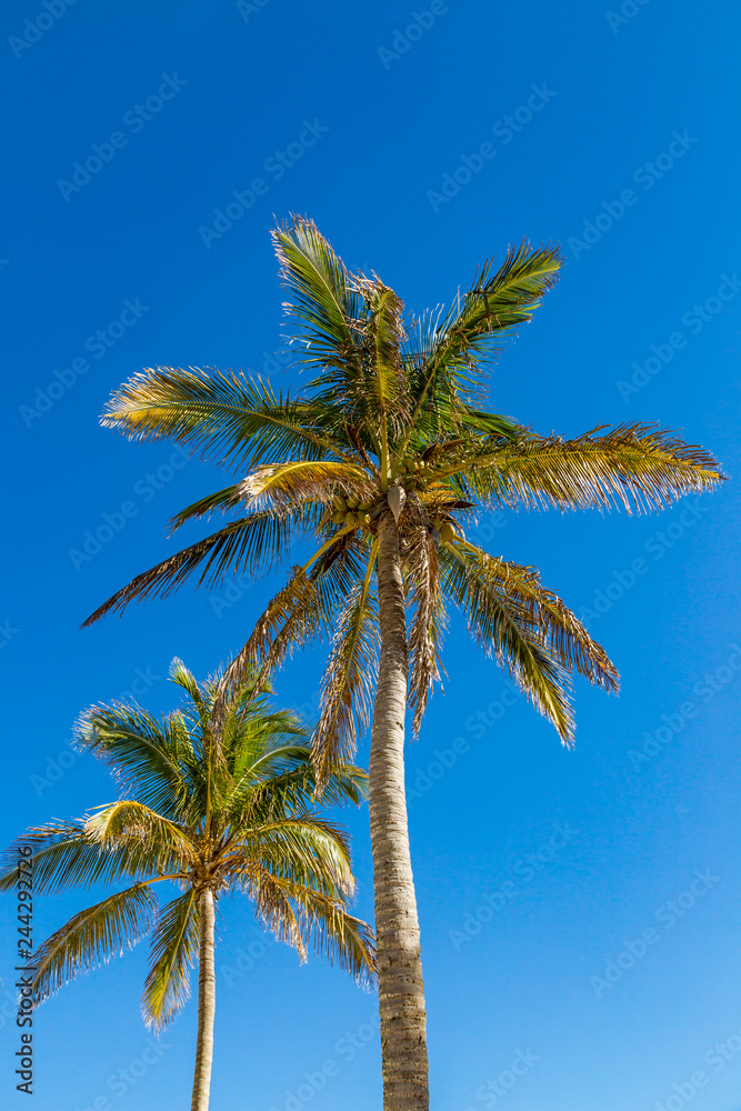 Looking up at palm trees against a clear blue sky