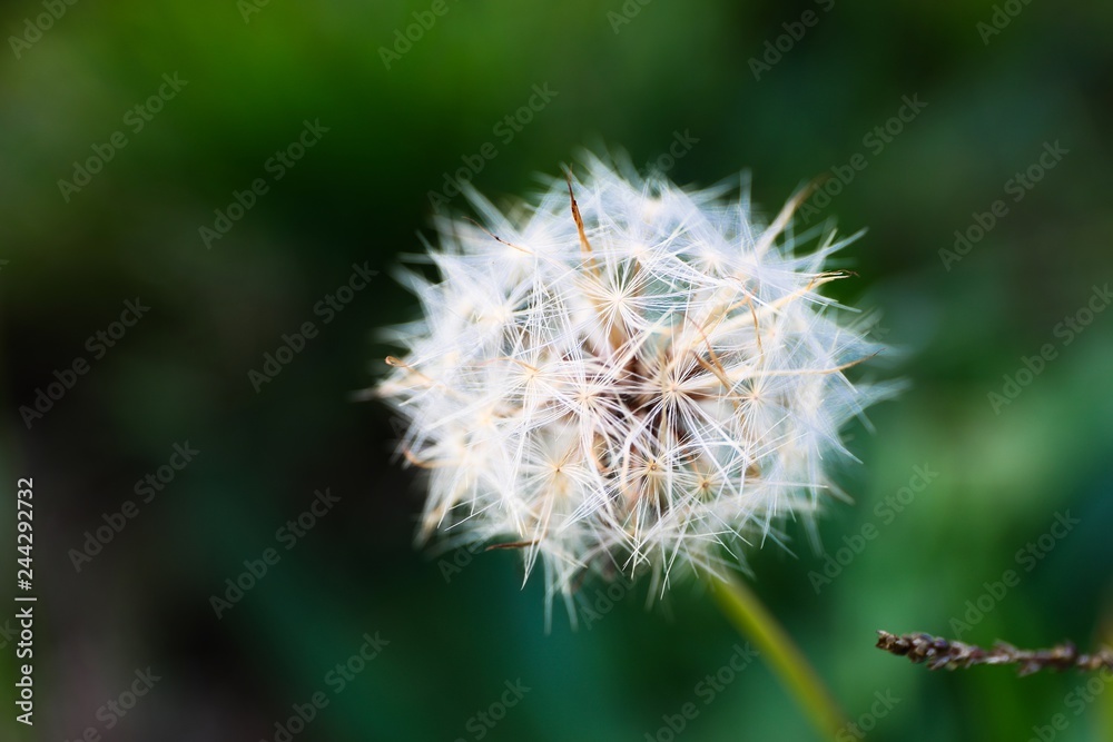 Macro Macro