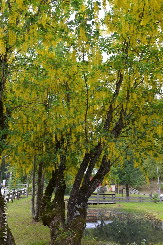 L'albero dai fiori gialli
