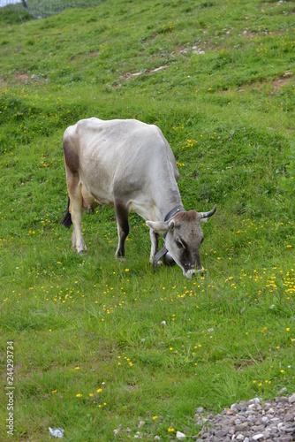 la mucca al pascolo