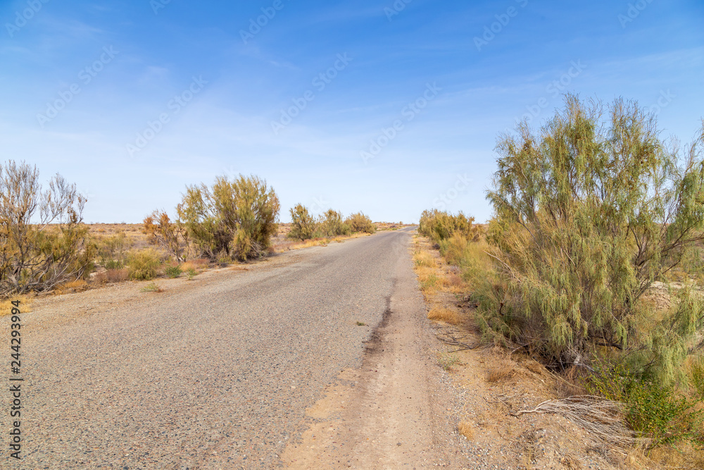 Asphalt road in the steppe of Kazakhstan with haloxylon - saxaul trees and blue sky.