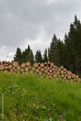 La legna nel bosco