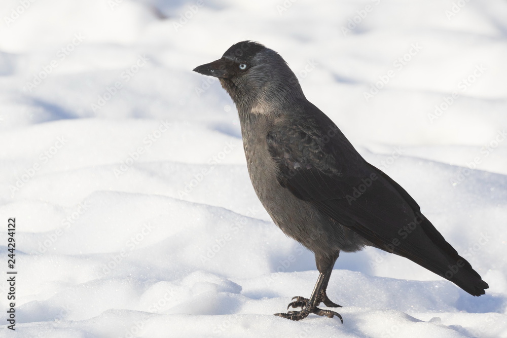 The jackdaw bird stands on white snow and looks ahead. White background. City birds. The jackdaw bird stands on white snow and looks ahead. White background. City birds.