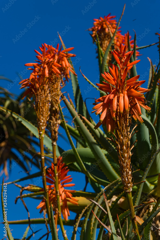 Canary islands gran canaria sunny winter day Canary islands gran canaria sunny winter day