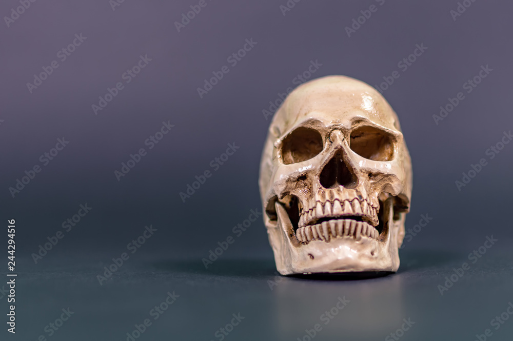 Fototapeta premium Human skull isolated on grey background