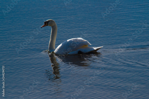 Oasi di Orbetello photo