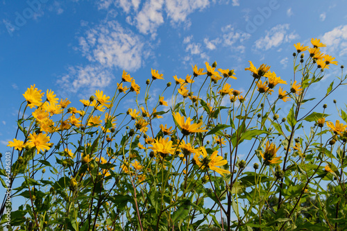 stalks and flowers of Jerusalem artichoke against the blue sky with clouds