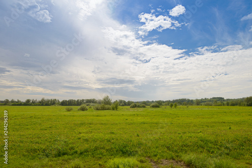 green field with forest on the horizon and blue sky with clouds