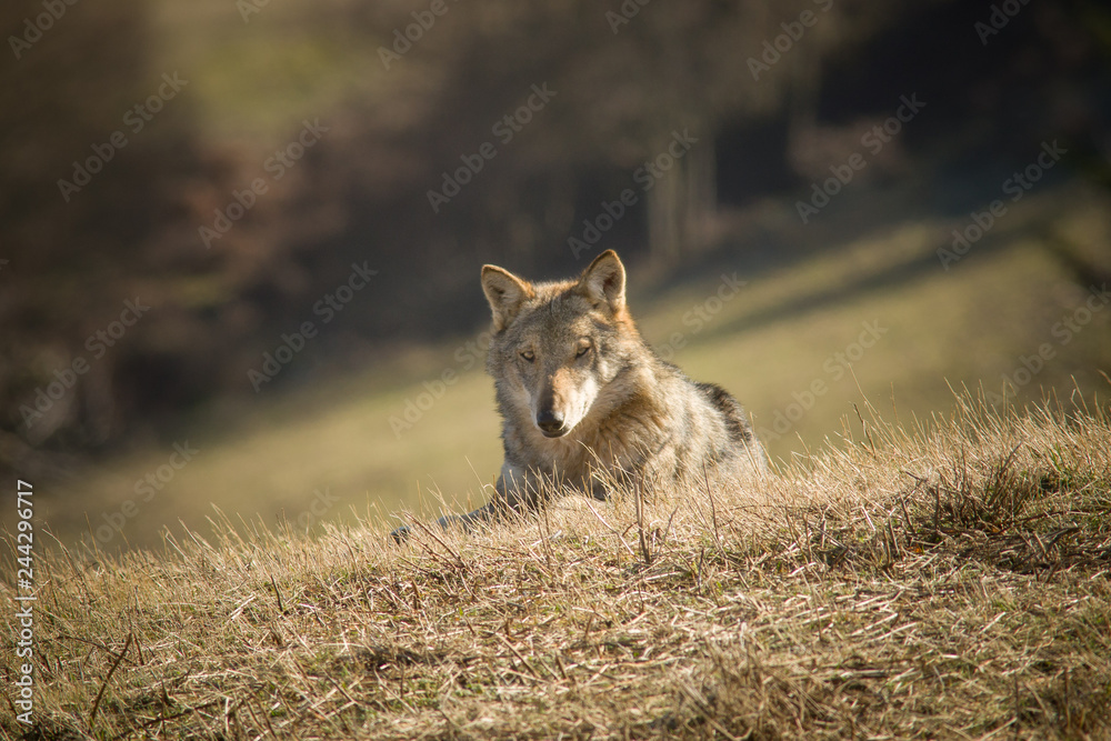 Fototapeta premium monte amiata