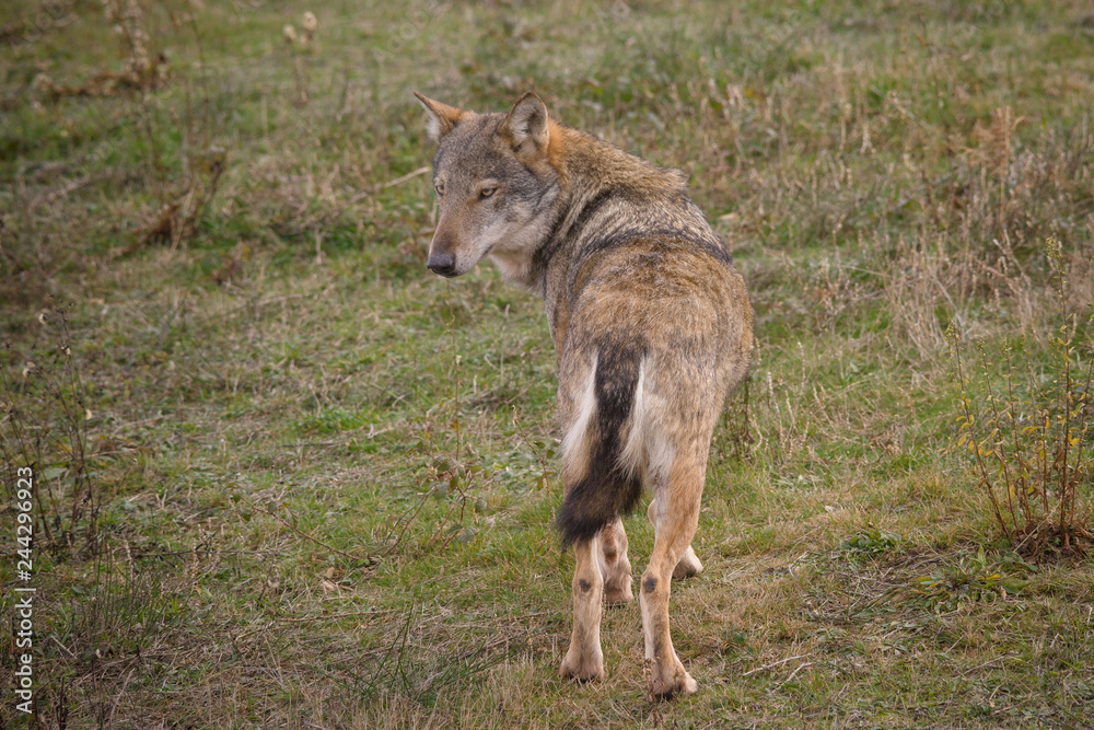 Fototapeta premium monte amiata