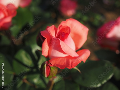 川崎市生田バラ園　5月開演期