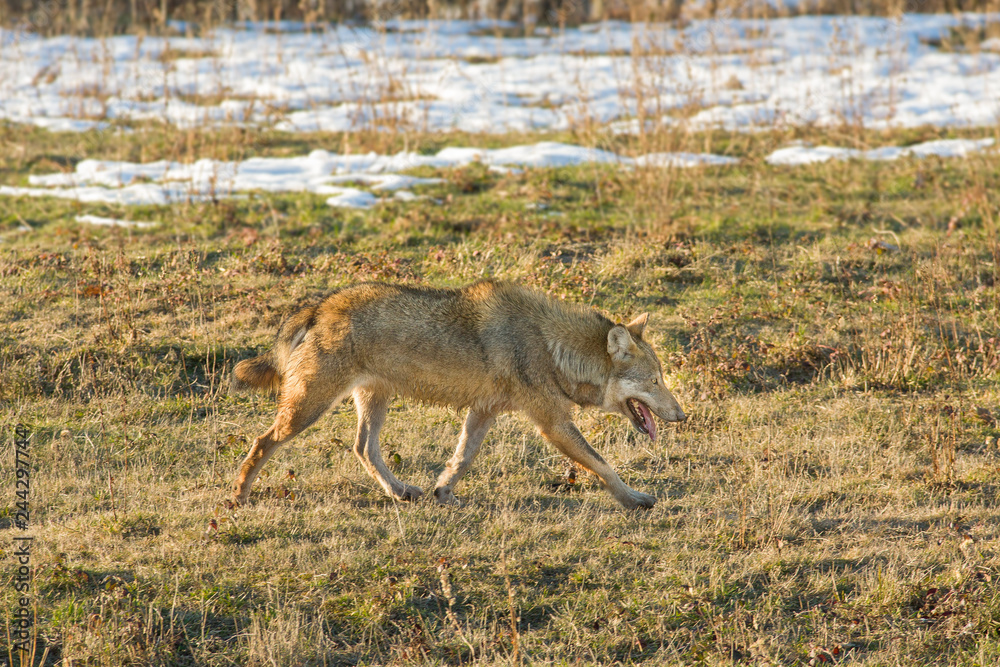 Obraz premium monte amiata