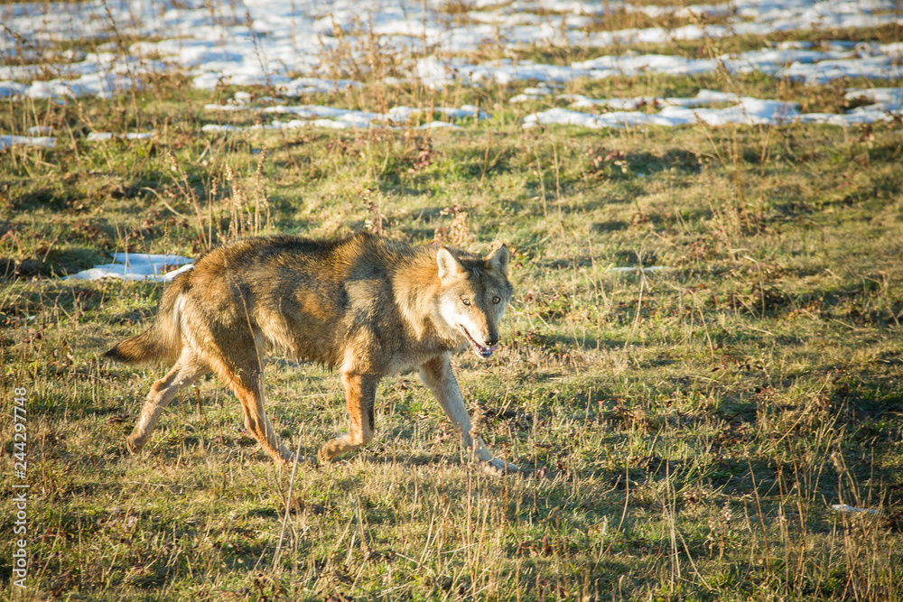 Obraz premium monte amiata
