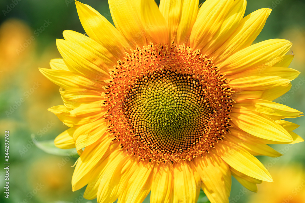Blooming sunflower close-up in the field on a blurred background of green leaves. Blooming sunflower close-up in the field on a blurred background of green leaves.