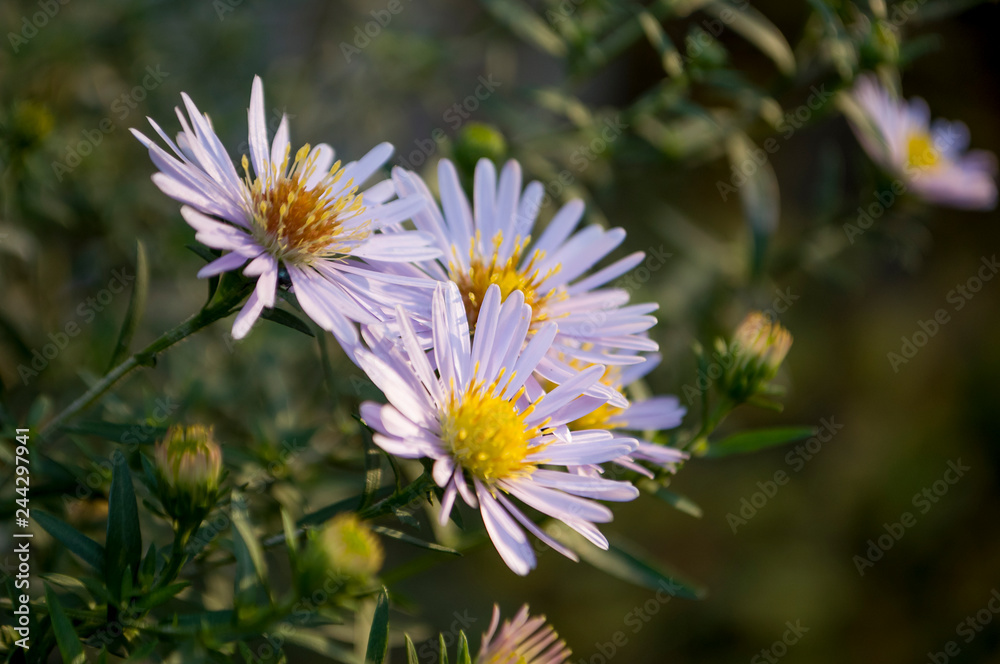 Aster flower with tender petals on the dark background Aster flower with tender petals on the dark background
