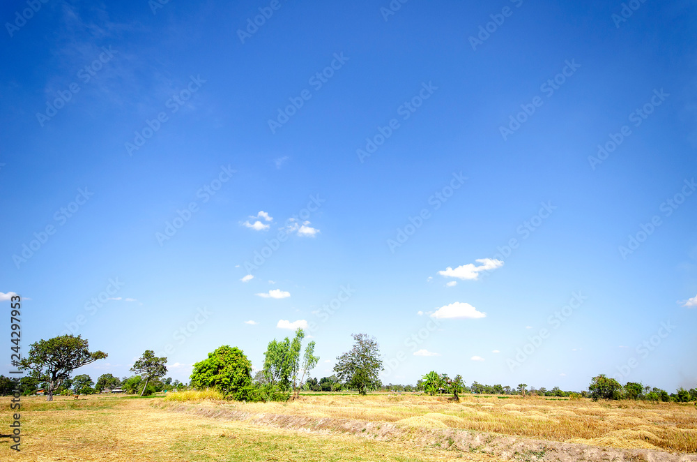 Blue sky and beautiful cloud with meadow tree. Plain landscape background for summer poster. The best view for holiday. - Image