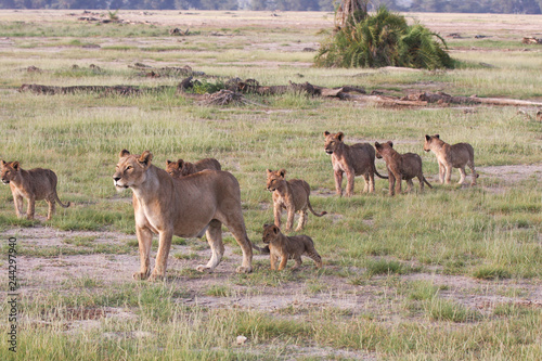 Leonessa con cuccioli nella savana Kenya