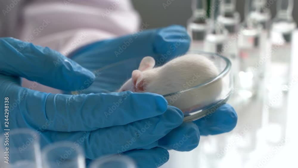 Small experimental mouse is on the laboratory researcher's hand Small experimental mouse is on the laboratory researcher's hand