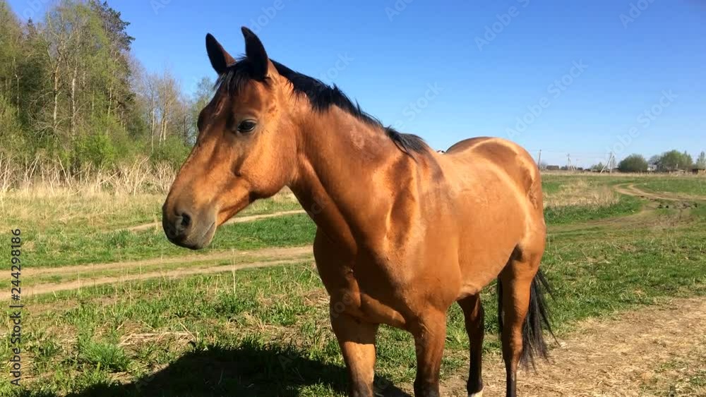 Horse on the field. Palomino Mare on a Sunny day. Horse on the field. Palomino Mare on a Sunny day.