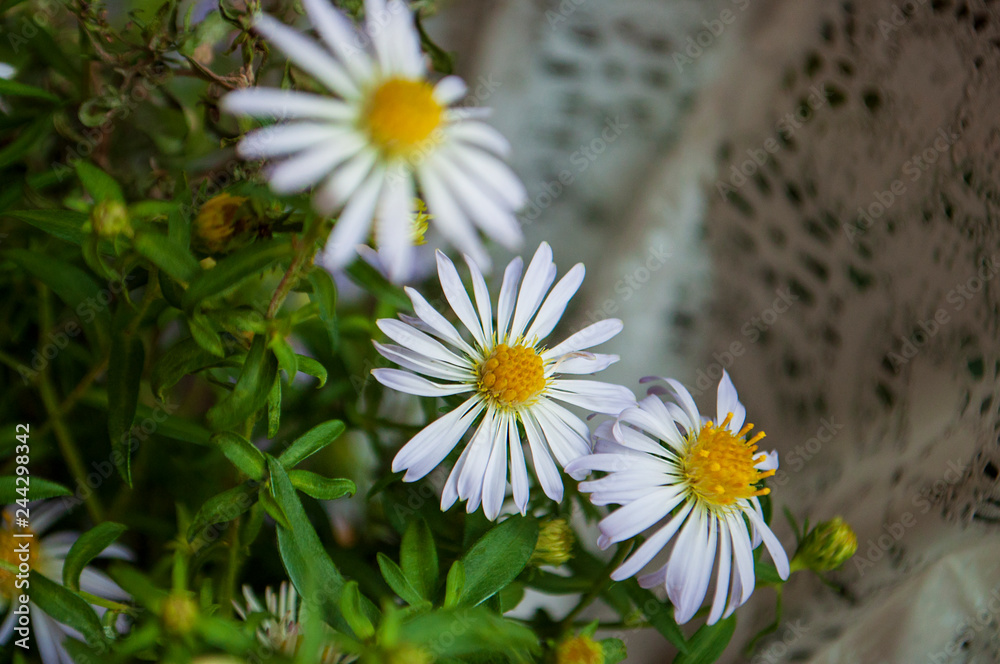 Obraz premium Aster flower with tender petals on the dark background