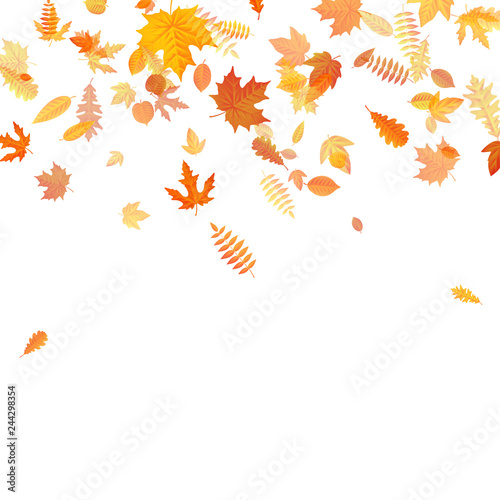 Autumn background with golden maple  oak and others leaves. EPS 10