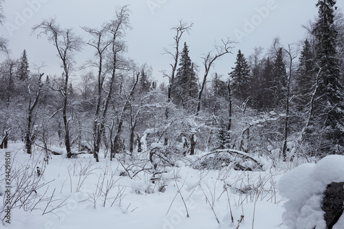 Wallpaper Mural Fairy Winter Forest in Zyuratkul National Park. Torontodigital.ca