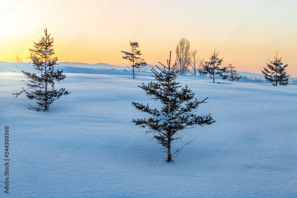 Small pine trees covered with snow during sunset