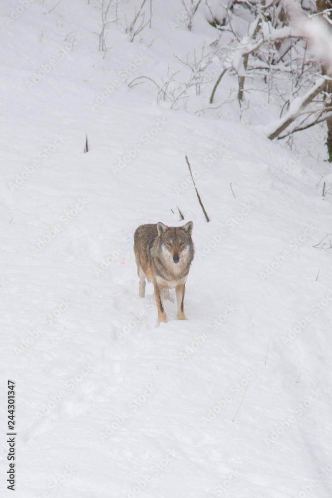 Naklejka premium abruzzo
