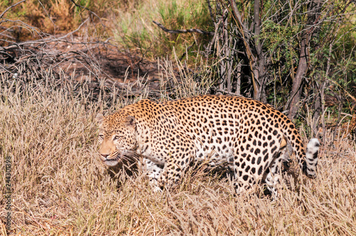 Leopard  Panthera pardus   Single Leopard  Panthera pardus  in the grass  Africa.