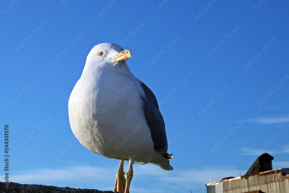 Obraz premium Bonita estampa de primer plano de adulto de gaviota amarilla (Larus michahellis) con cielo azul.