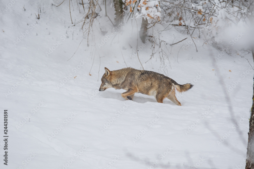Fototapeta premium abruzzo