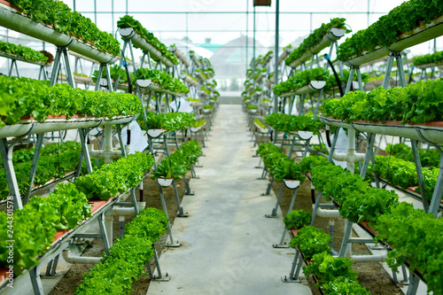 Fotografia Hydroponic vertical farming systems
