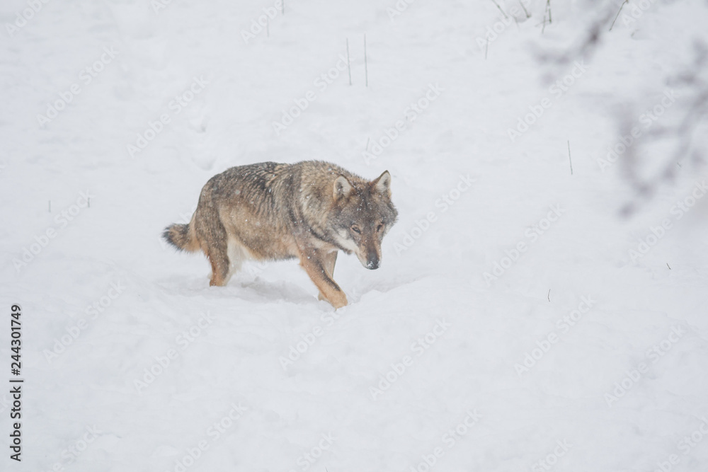 Fototapeta premium abruzzo