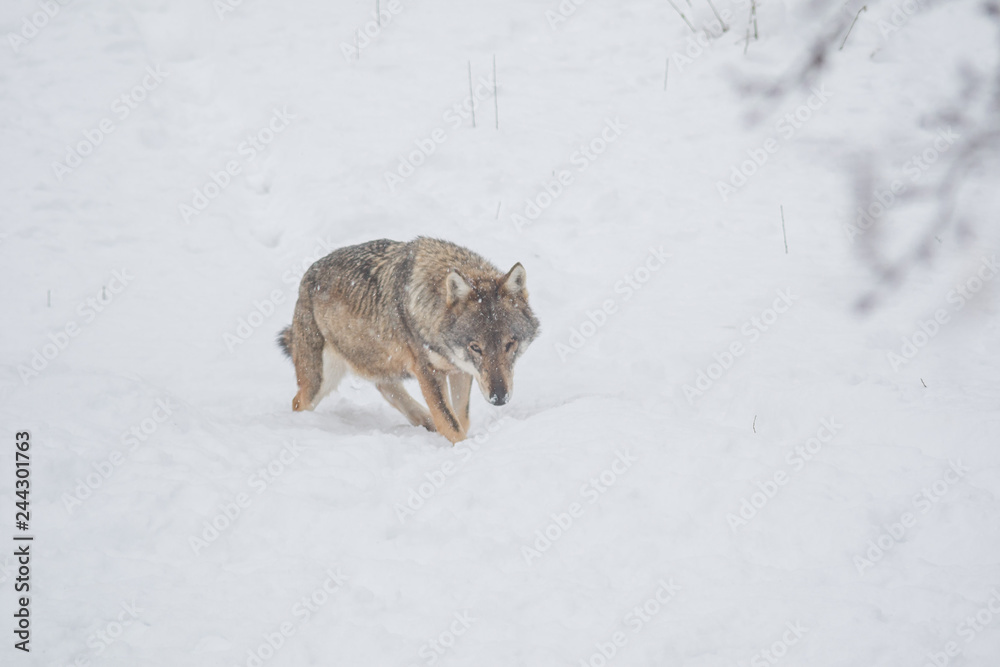 Fototapeta premium abruzzo