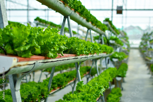 Hydroponic vertical farming systems photo