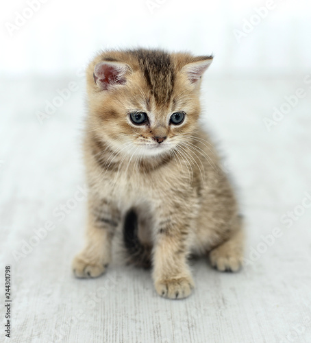 Fototapeta Naklejka Na Ścianę i Meble -  little kitten on white floor