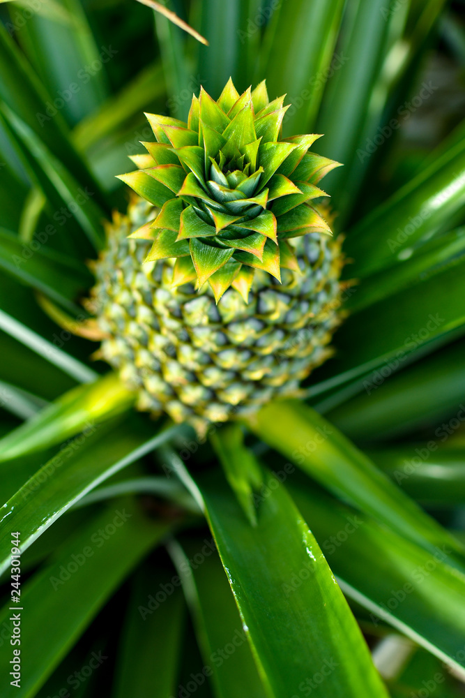 Fototapeta premium Pineapple plant and fruit