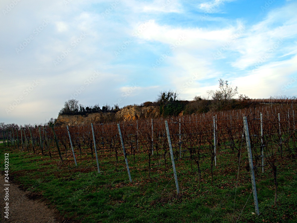 Autumn vineyard with fallen leaves in the sunny day