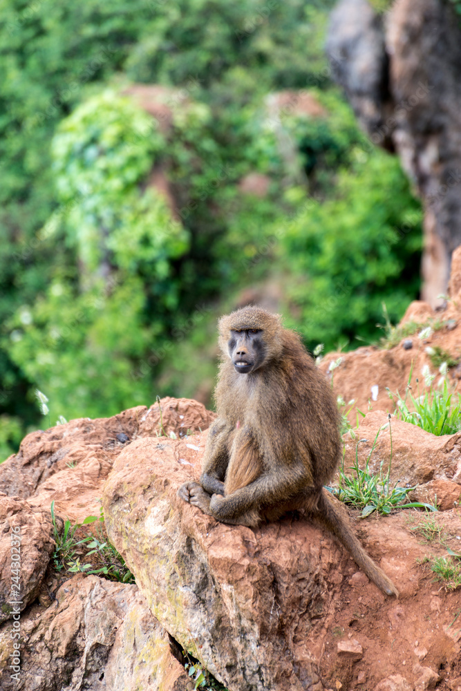 monos babuinos de culo pelado pelaje macho hembras lucha foto de Stock |  Adobe Stock