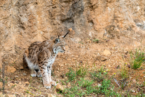 lince gato felino agazapado ataca mira orejas puntiagudas pelaje zoo salvaje luchador photo