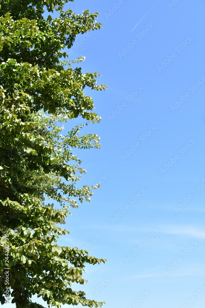 Fototapeta premium Baum